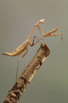 Praying Prints: Giant Asian Mantis (Hierodula unimaculata) adult, standing on branch (captive)