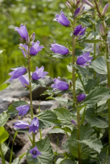 Middle East Prints: Giant Bellflower (Campanula latifolia) flowering, Pontic Mountains, Anatolia, Turkey, July