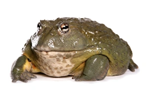 Frog Prints: Giant Bullfrog (Pyxicephalus adspersus) adult