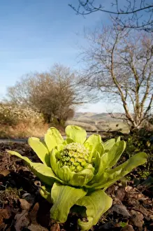 Aliens Prints: Giant Butterbur (Petasites japonicus) introduced species