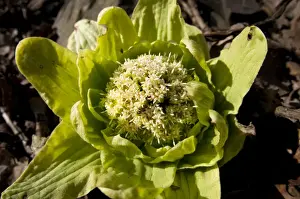 Giant Butterbur (Petasites japonicus) introduced species, flowering, growing on roadside, Fell Foot Brow