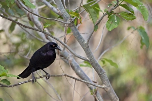 Icterids Prints: Giant Cowbird (Molothrus oryzivorus) adult, perched on twig, Pantanal, Mato Grosso, Brazil