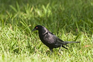Giant Cowbird (Molothrus oryzivorus) adult, walking on grass, Tikal N. P. Peten, Guatemala
