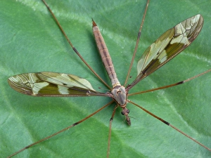 Flies Prints: Giant Cranefly (Tipula maxima) adult