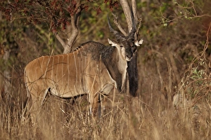 Eland Prints: Giant Eland (Taurotragus derbianus) adult male