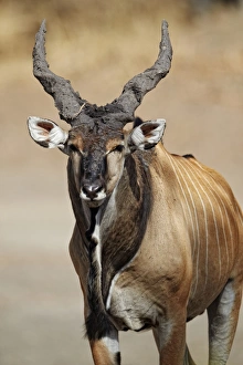 Giant Eland (Taurotragus derbianus) adult male, with mud on horns, Fatalah Reserve, Senegal, january