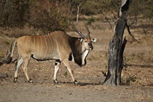 Giant Eland (Taurotragus derbianus) adult male, walking in dry woodland, Fatalah Reserve, Senegal, january