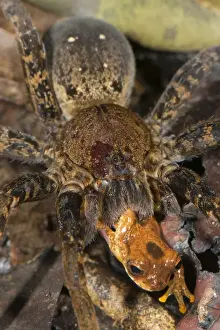 Tree Frog Prints: Giant Fishing Spider (Ancylometes rufus) adult female
