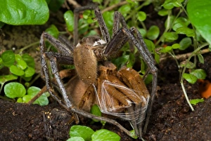 Bond Prints: Giant Fishing Spider (Ancylometes sp)