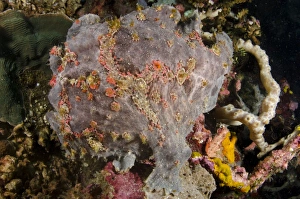 Giant Frogfish (Antennarius commersonii) adult, camouflaged on reef, Horseshoe Bay, Nusa Kode, Rinca Island