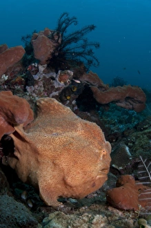 Frog Fish Prints: Giant Frogfish (Antennarius commersonii) adult