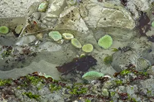 Washington Prints: Giant Green Anemone (Anthopleura xanthogrammica) group