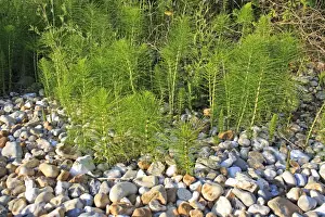 Pteridophytes Prints: Giant Horsetail (Equisetum telmateia) patch growing on pebbles at edge of beach