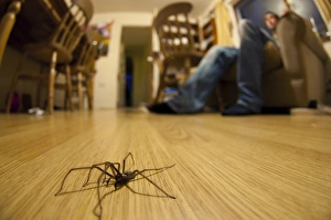 Rooms Prints: Giant House Spider (Tegenaria gigantea) adult, walking on living room floor