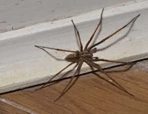 Rooms Prints: Giant House Spider (Tegenaria gigantea) adult female