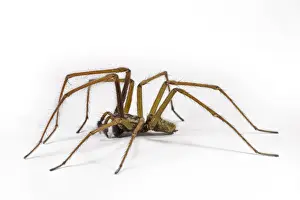 Giant House Spider (Tegenaria gigantea) adult male