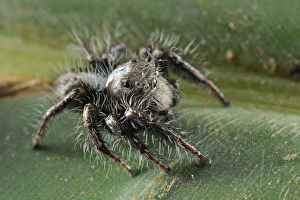 Jumping Prints: Giant Jumping Spider (Hyllus treleaveni) adult, standing on leaf, South Africa