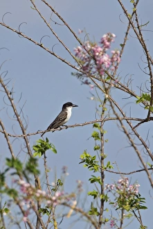 Tyrant Flycatcher Prints: Giant Kingbird (Tyrannus cubensis) adult