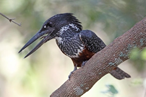 Kingfishers Prints: Giant Kingfisher (Megaceryle maxima) adult