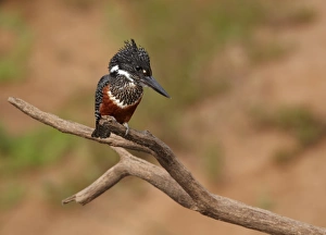 Kingfishers Prints: Giant Kingfisher (Megaceryle maxima) adult female