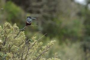 Giant Kingfisher (Megaceryle maxima) adult female, perched in bush, Durban, KwaZulu-Natal, South Africa
