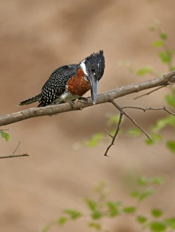 Kingfishers Prints: Giant Kingfisher (Megaceryle maxima) adult male