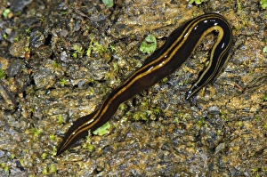 Damp Prints: Giant Land Planarian (Turbellaria sp. ) adult, Andes, Peru