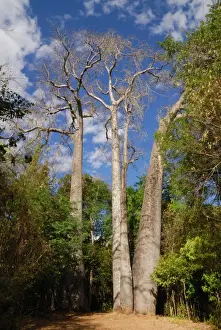 Giant Madagascar Baobab (Adansonia madagascariensis) habit, growing in dry deciduous forest habitat, Ankarafantsika N. P. Northwest Madagascar, july