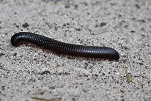 Giant Prints: Giant Millipede - Botswana