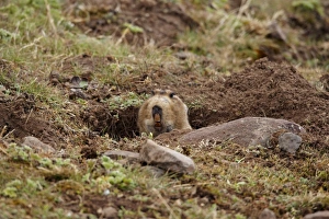 Horn Of Africa Prints: Giant Mole-rat (Tachyoryctes macrocephalus) adult