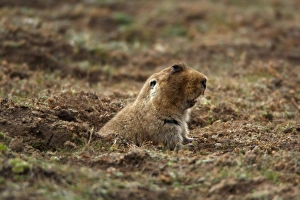 Giant Mole-rat (Tachyoryctes macrocephalus) adult, surfacing from burrow entrance, Bale Mountains, Oromia, Ethiopia