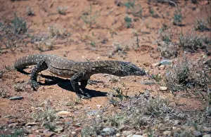 Giant Monitor Lizard (Varanus giganteus) Australia