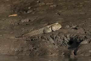 Mangrove Prints: Giant Mudskipper (Periophthalmodon schlosseri) adult