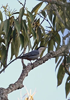 Giant Nuthatch (Sitta magna magna) adult, perched on branch, Doi Lang, Doi Pha Hom Pok N. P