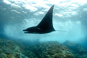 Giant Oceanic Manta Ray (Manta birostris) adult, swimming over reef with crashing waves, Padar Island, Komodo N. P