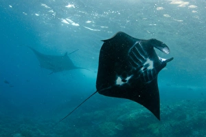 Komodo Prints: Giant Oceanic Manta Ray (Manta birostris) two adults