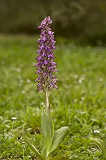 Sardinian Prints: Giant Orchid (Himantoglossum robertianum) flowering, Sardinia, Italy, April