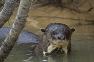Giant Otter (Pteronura brasiliensis) adult, in river, Paraguay River, Pantanal, Mato Grosso, Brazil