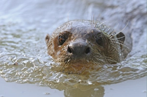 Giant Otter (Pteronura brasiliensis) adult, close-up of head, swimming at surface of water, Rupununi, Guyana
