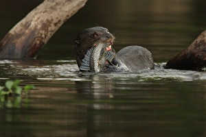Giant Otter (Pteronura brasiliensis) adult, feeding on catfish in water, Porto Jofre, Mato Grosso, Brazil, september