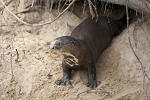 Giant Otter (Pteronura brasiliensis) adult, standing at den entrance in riverbank, Paraguay River, Pantanal