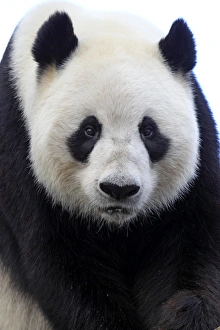Bear Prints: Giant Panda (Ailuropoda melanoleuca) adult, close-up of head, Adelaide Zoo