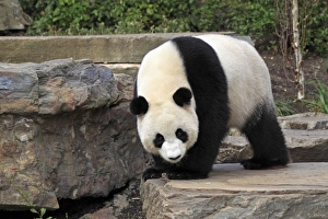 Bears Prints: Giant Panda (Ailuropoda melanoleuca) adult, standing on rock, Adelaide Zoo