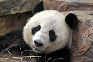 Giant Panda (Ailuropoda melanoleuca) adult, close-up of head, resting on rock, Adelaide Zoo