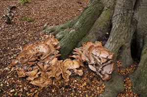 Giant Polypore (Meripilus giganteus) fruiting bodies, large cluster growing at base of mature Common Beech