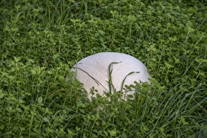 Body Prints: Giant Puffball (Calvatia gigantea) fruiting body