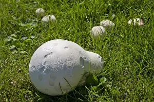 Giant Puffball (Langermannia gigantea) fruiting bodies, growing in meadow, Sussex, England, august