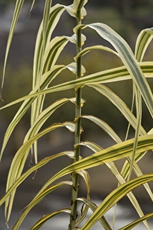 Varieties Prints: Giant Reed (Arundo donax) Variegata