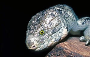 Vulnerable Prints: Giant Skink (Corucia zebrata) Soloman Islands