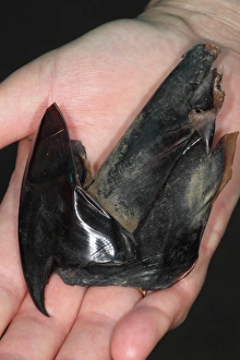 Hand Prints: Giant Squid (Architeuthis sp. ) beak